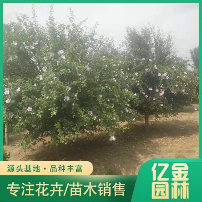 木槿图2