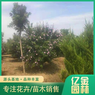 木槿图5