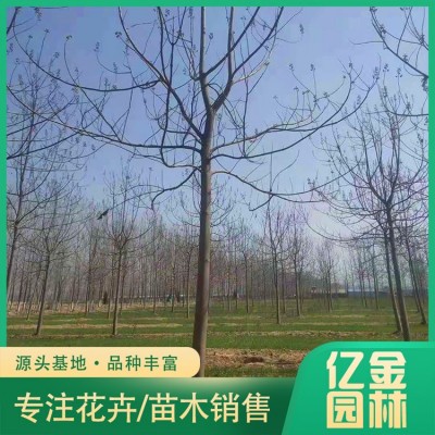 泡桐图2