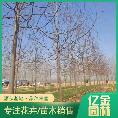 泡桐图3