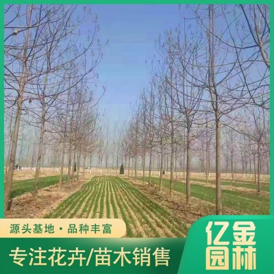 泡桐图4