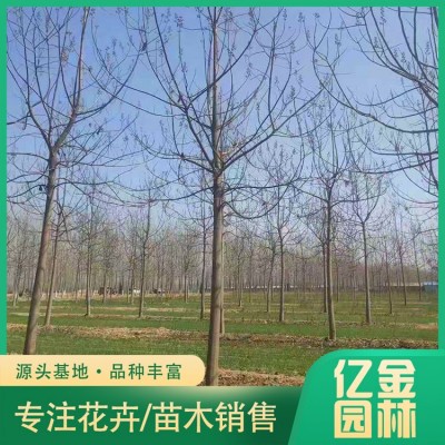 泡桐图5