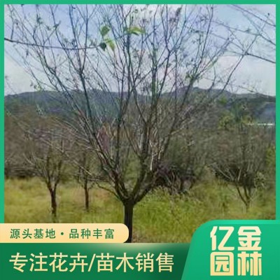 樱花图3