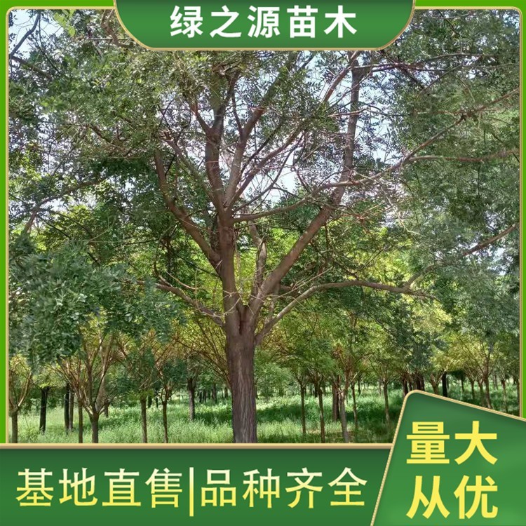 国槐树苗