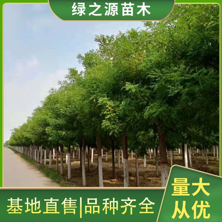 10公分国槐