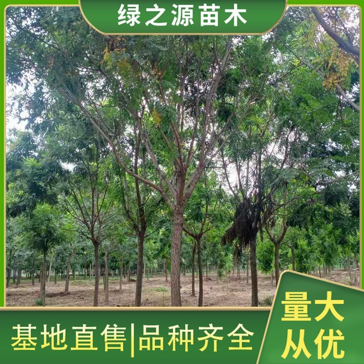 15公分北栾