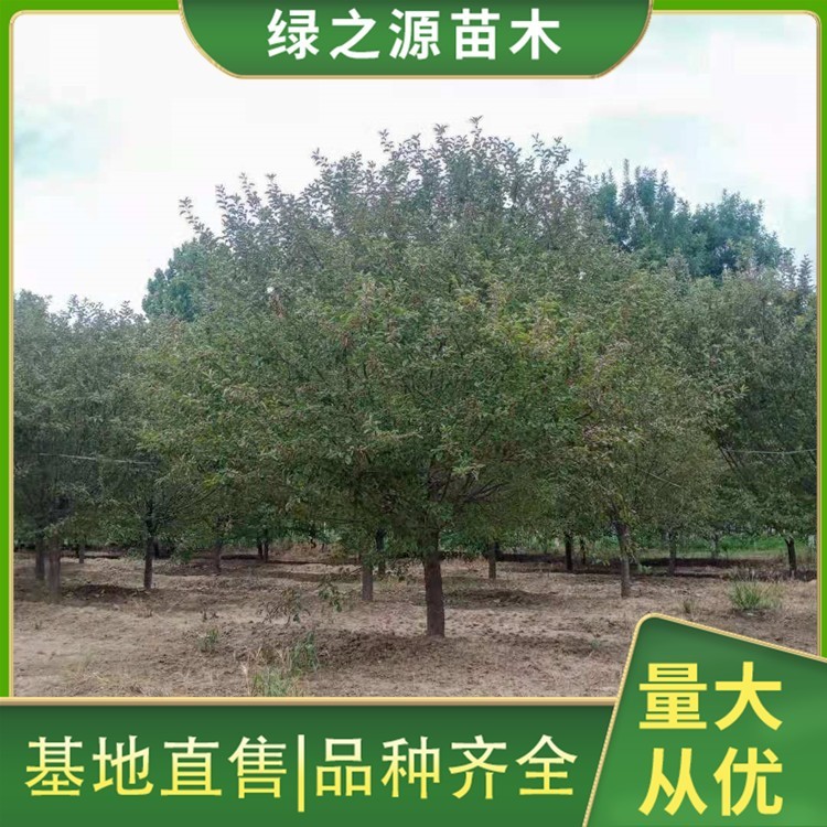 西府海棠