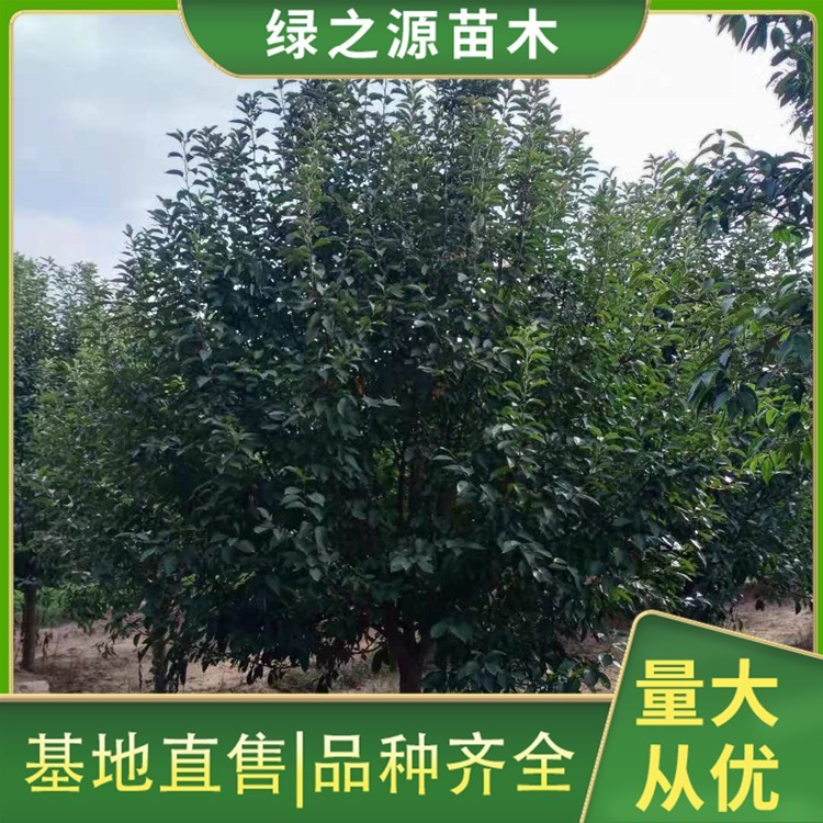 15公分海棠