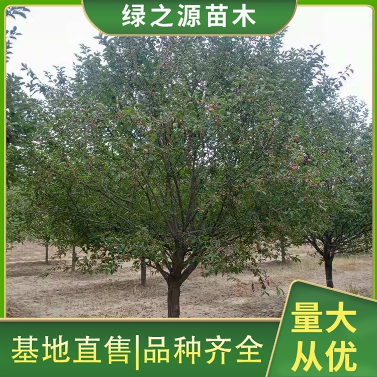 10公分海棠