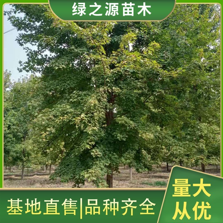 美国红枫