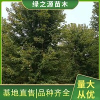 日本红枫