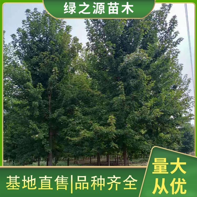 10公分美国红枫