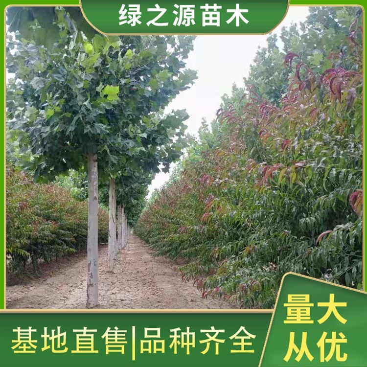 红叶碧桃价格