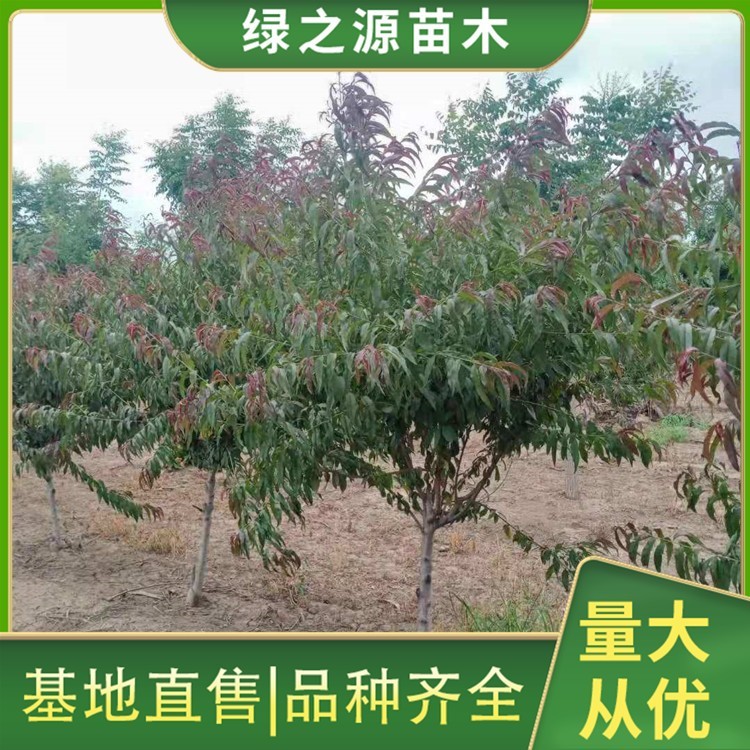 6公分红叶碧桃