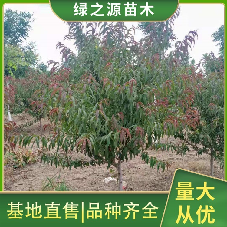 12公分红叶碧桃