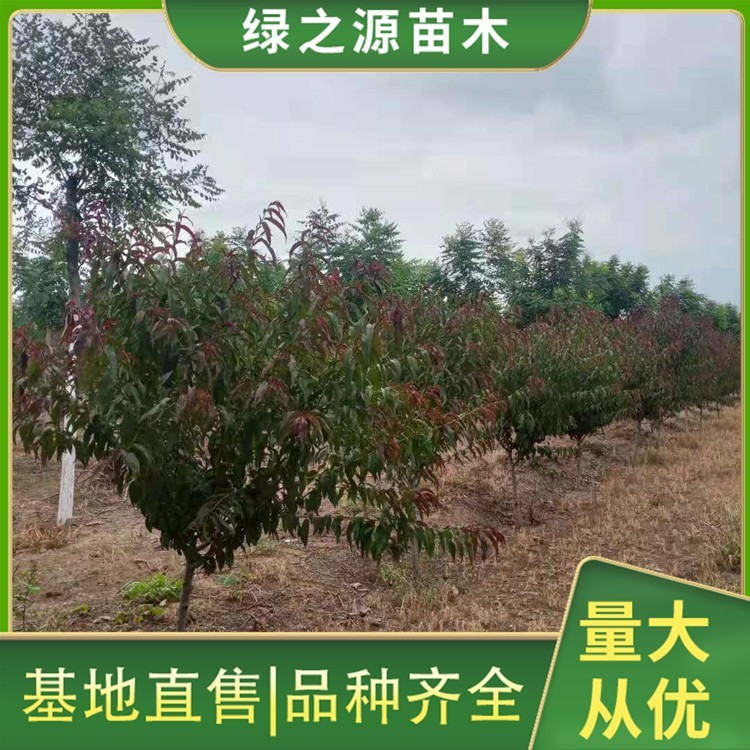 15公分红叶碧桃