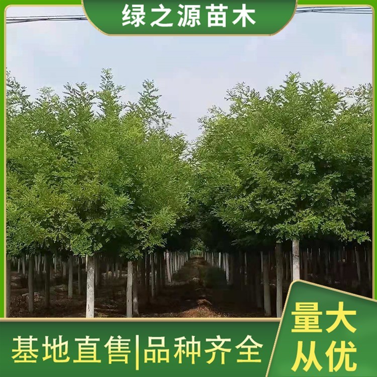 黄金槐苗