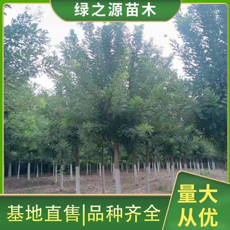 6公分黄金槐