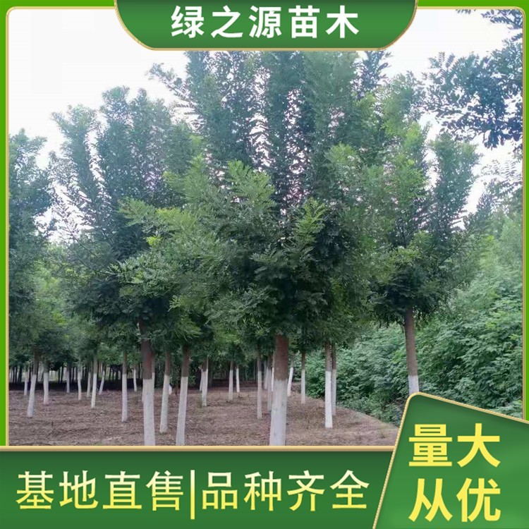 12公分黄金槐