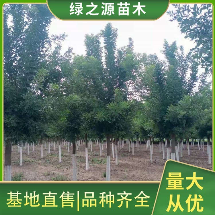 15公分黄金槐