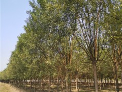 苗木种植及施工方法