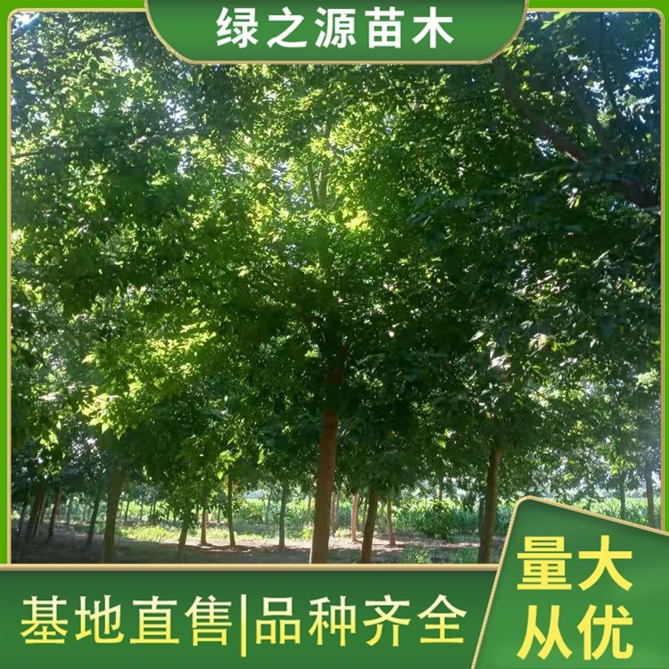 18公分金叶复叶槭