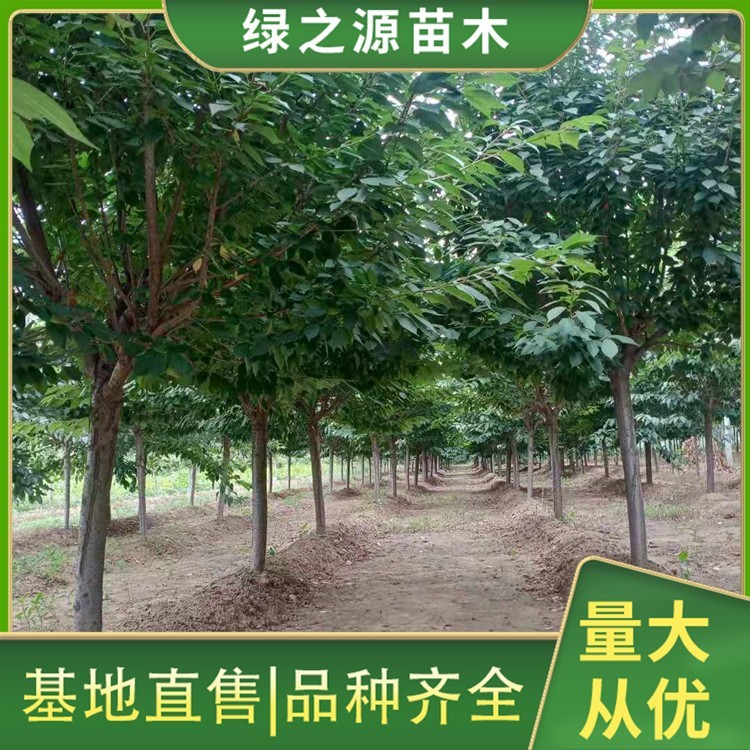 樱花多少钱一棵