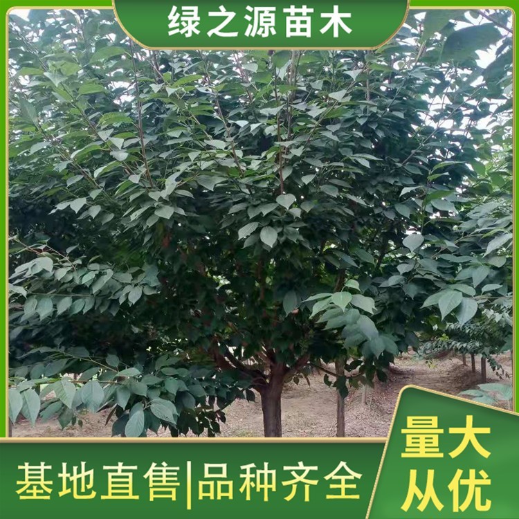 15公分樱花