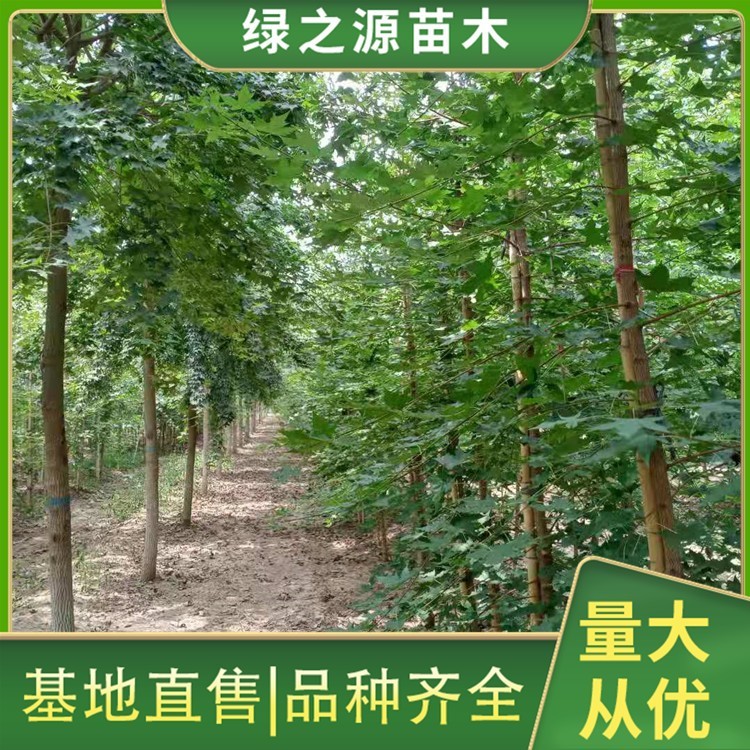 五角枫小苗