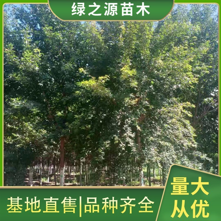 9公分五角枫