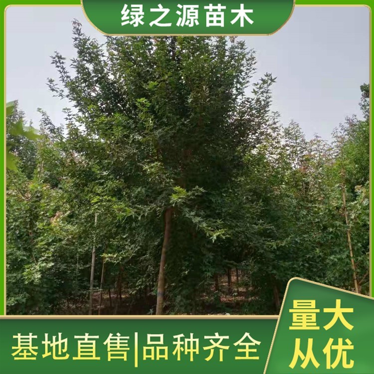 12公分五角枫