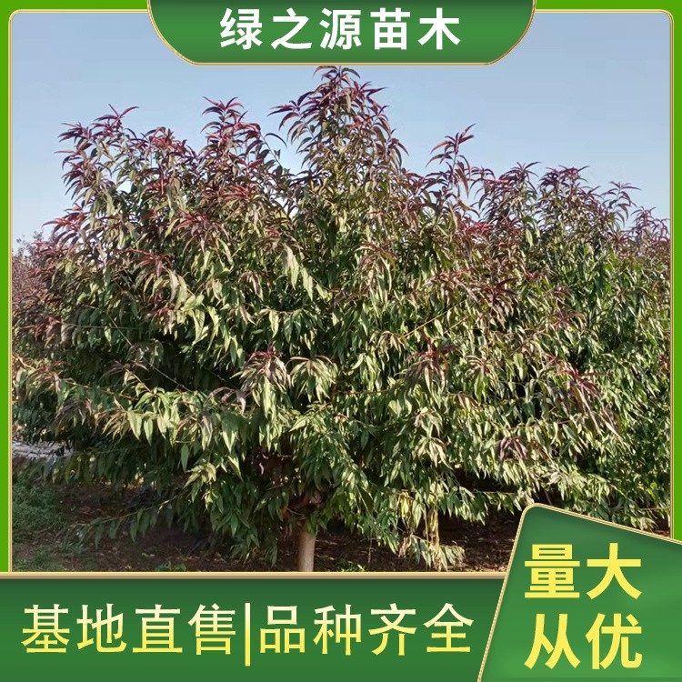 红叶碧桃