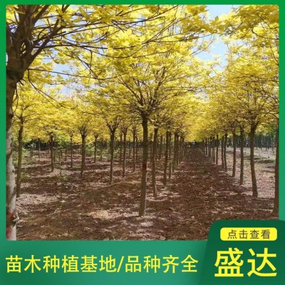 金叶复叶槭10公分-15公分