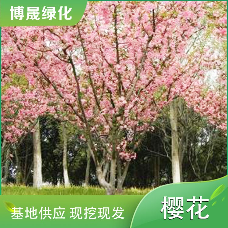 樱花