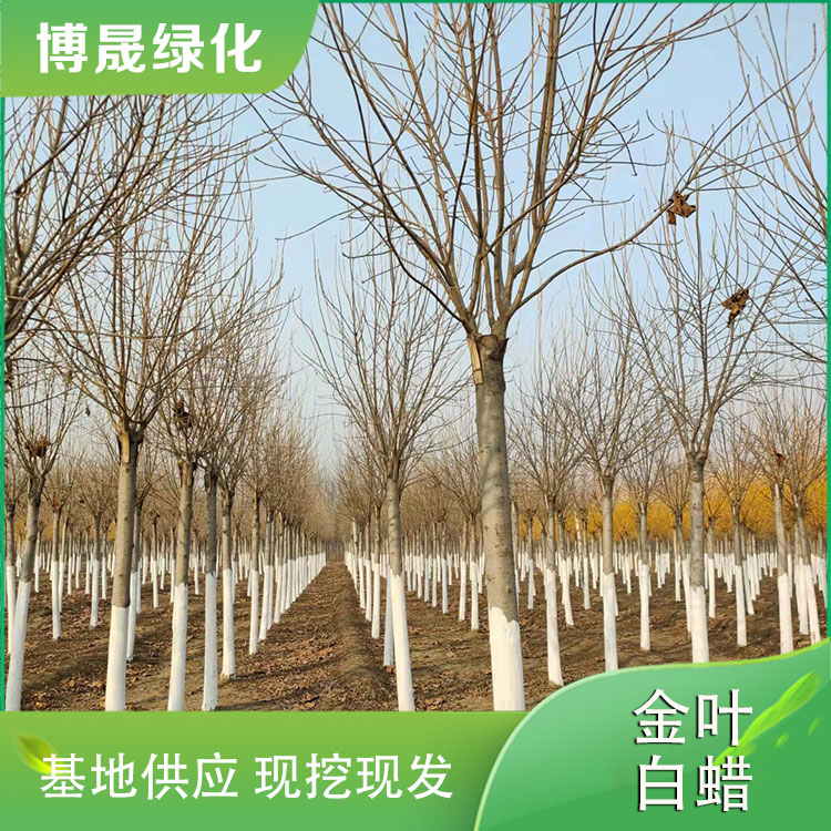 金叶白蜡