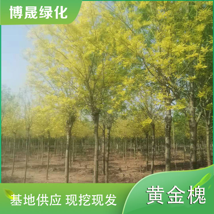黄金槐（金叶槐）