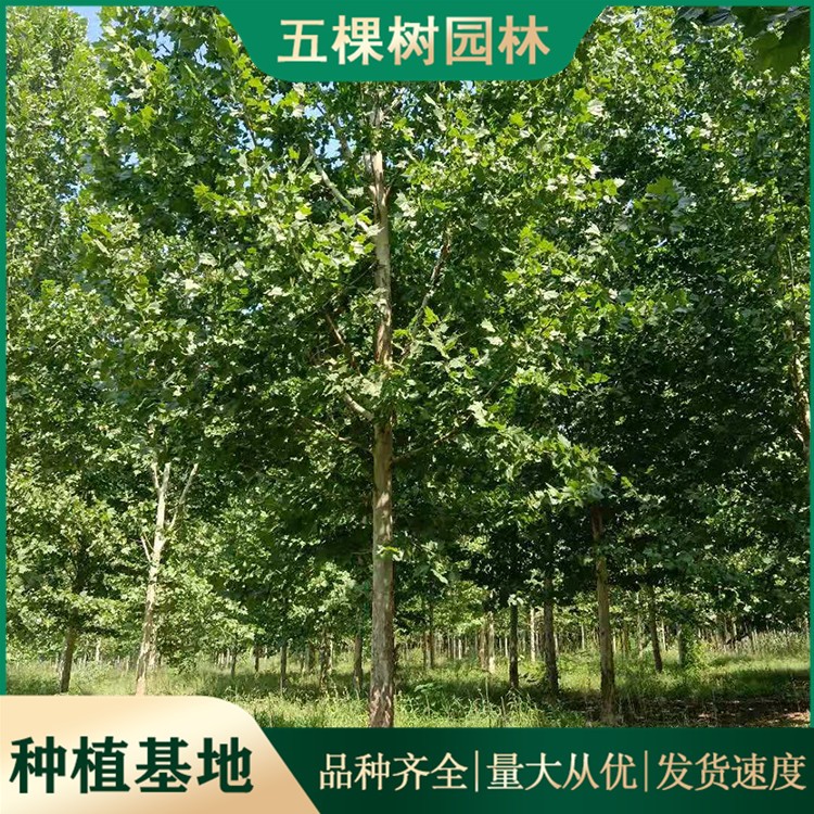 法桐