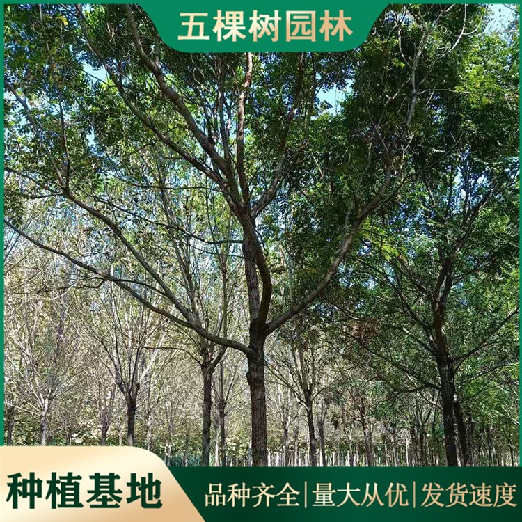 北京栾