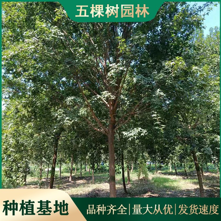 五角枫