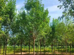 如何对苗木进行养护和管理