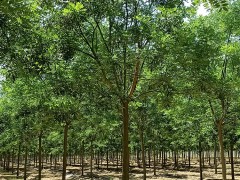国槐的种植培育方法