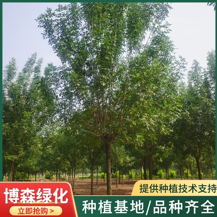 白蜡基地