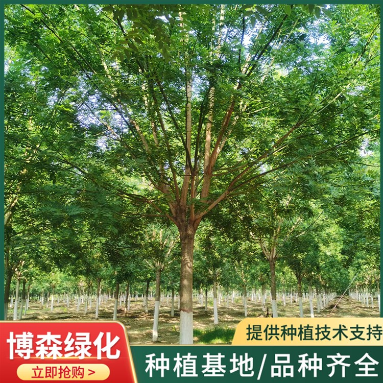 16公分国槐
