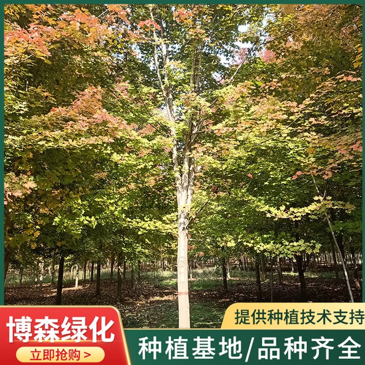 10一18公分红枫