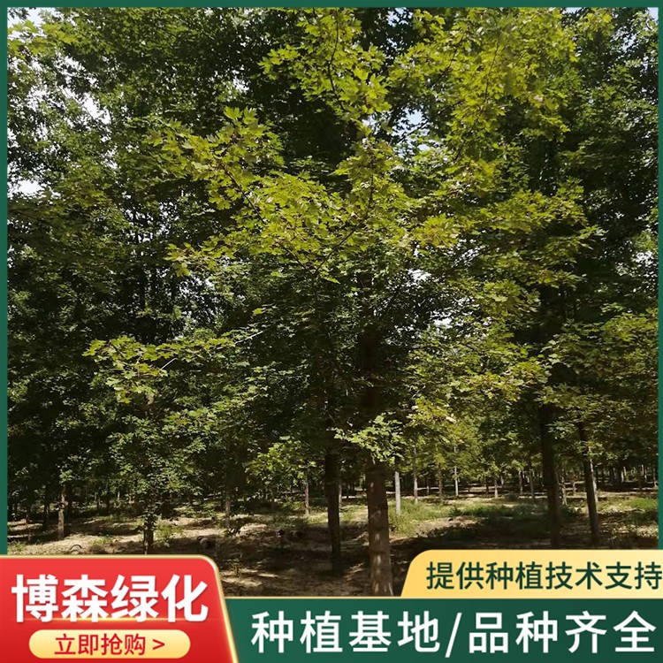 红枫基地