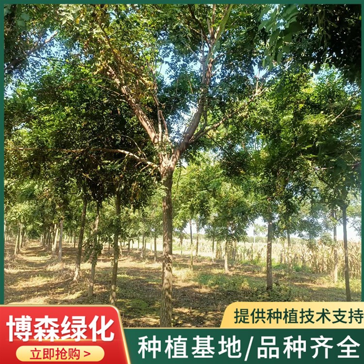 15公分北栾
