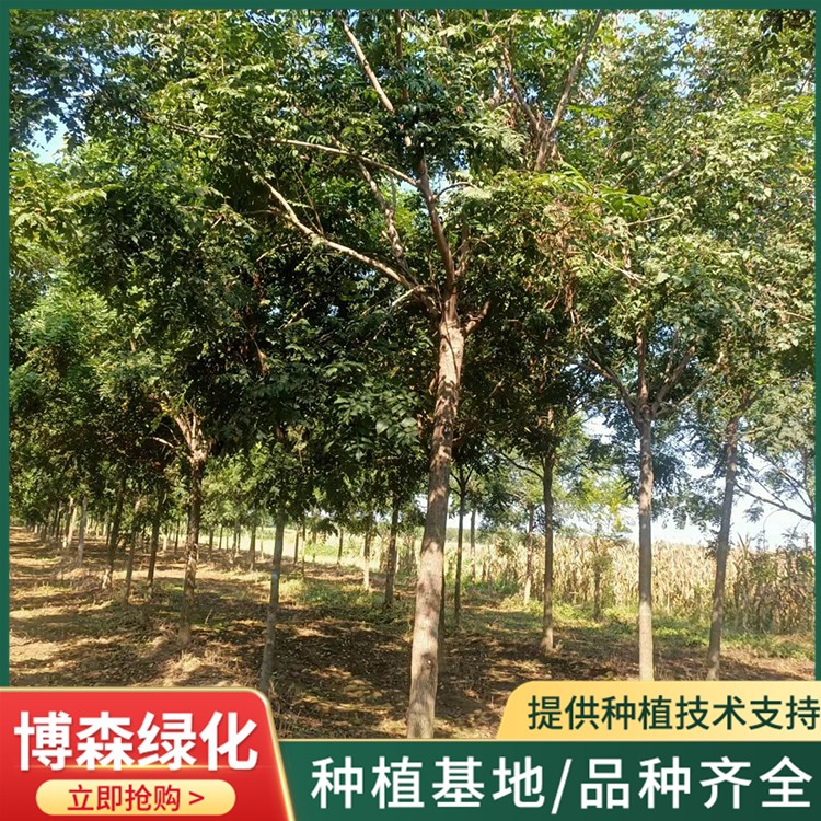 8一15公分北栾