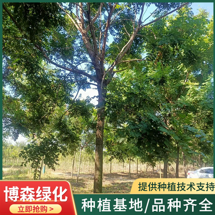 10公分北栾