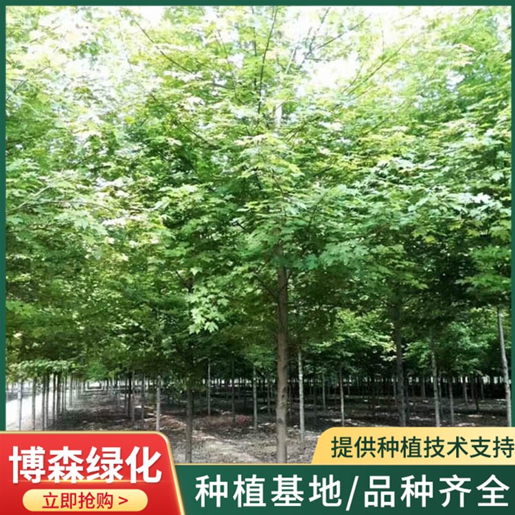 五角枫