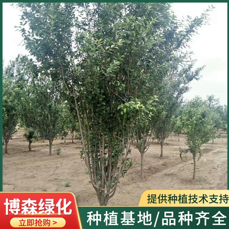 8一18公分西府海棠
